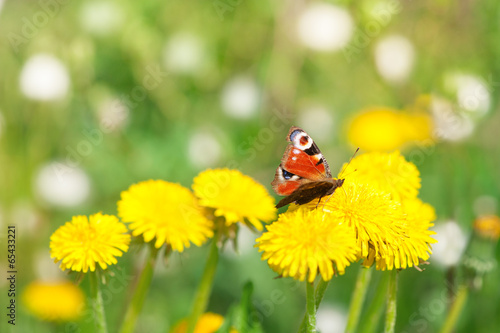 Butterfly on dandelion