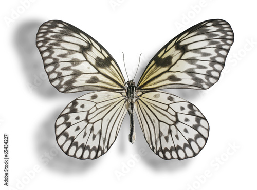 Butterfly isolated on white. © mshch