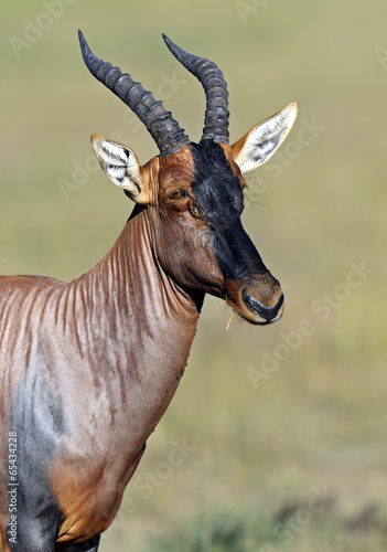 Topi antelope