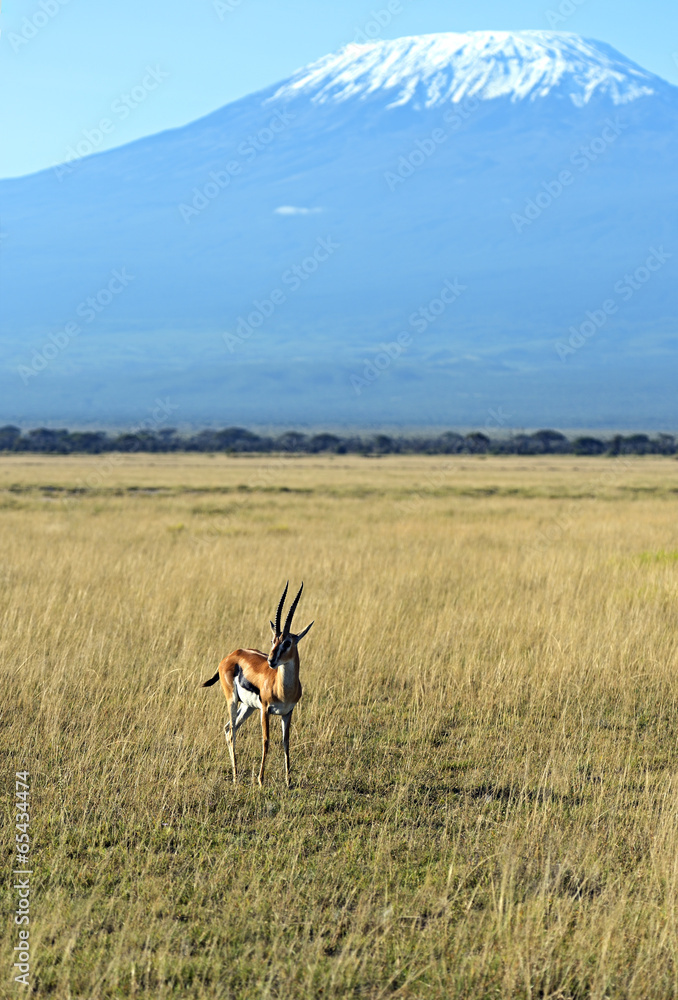 Fototapeta premium Antelope Grant