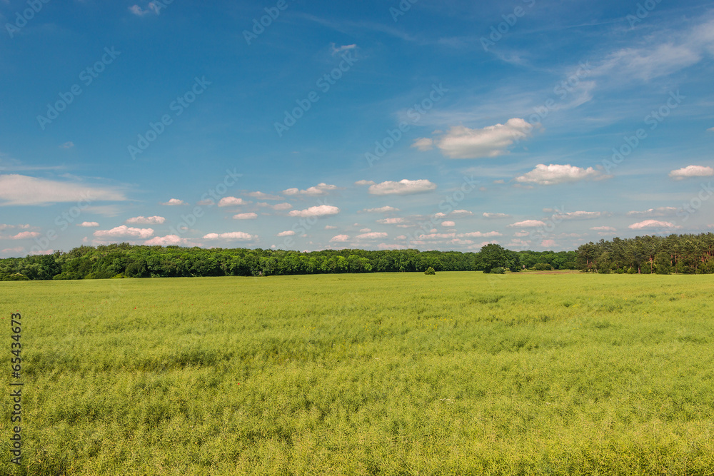 Obraz premium Late Spring, Early Summer landscape of cereal field in Germany