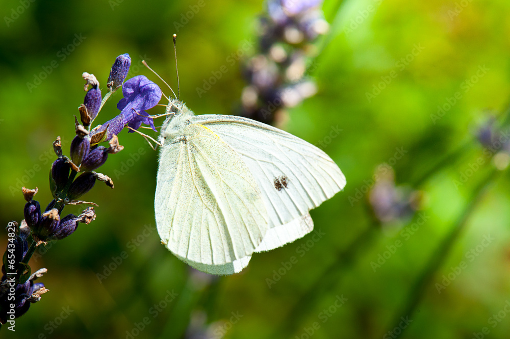 Fototapeta premium Kohlweißling