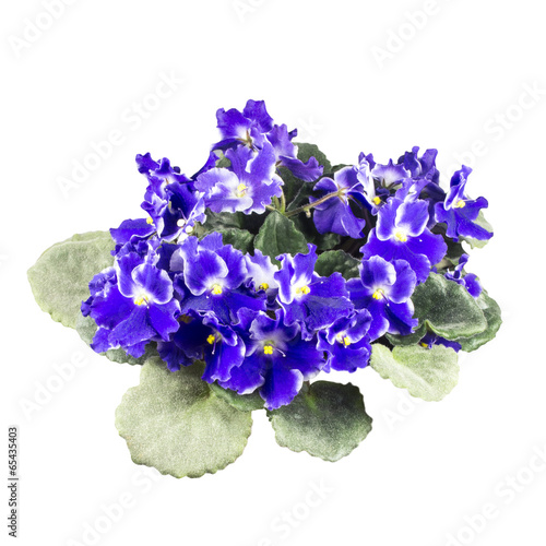 Fototapeta Naklejka Na Ścianę i Meble -  Wood violets flowers close up