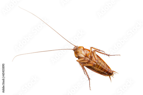 cockroach © onairjiw