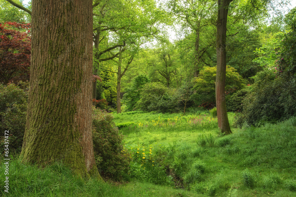 Landscape image of beautiful vibrant lush green forest woodland Landscape image of beautiful vibrant lush green forest woodland