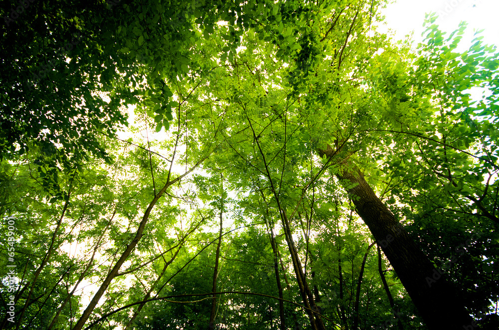 Naklejka premium Green forest in spring