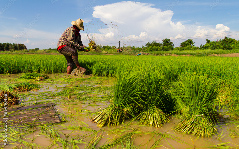 Fototapeta premium Withdrawal pulling rice seedlings strike hit in the leg