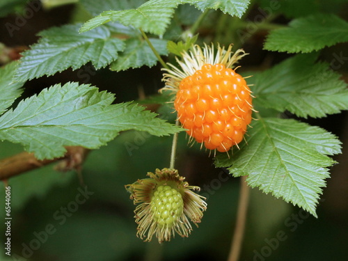 Salmonberry Berry