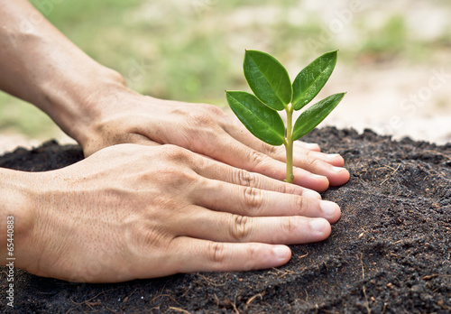 two hands growing a young green plant / planting tree