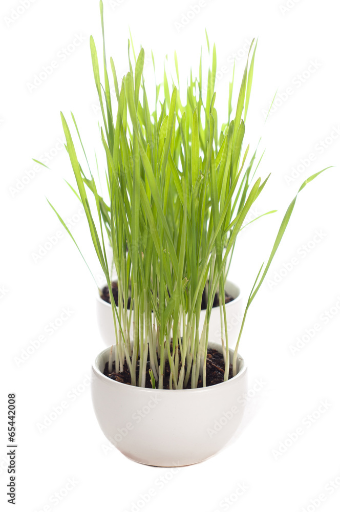 wheatgrass wheatgrass