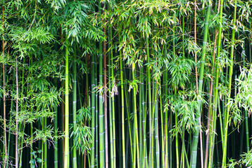 Keuken achterwand Bamboe Frisse groene bamboe in close-up  © Pavlo Vakhrushev