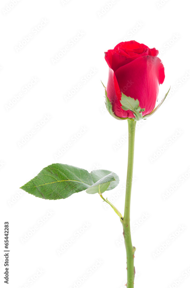 Red rose Red rose