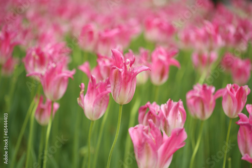 pink tulip