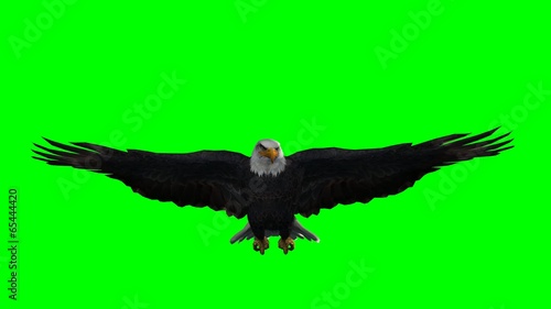 bald eagle in flight  - green screen