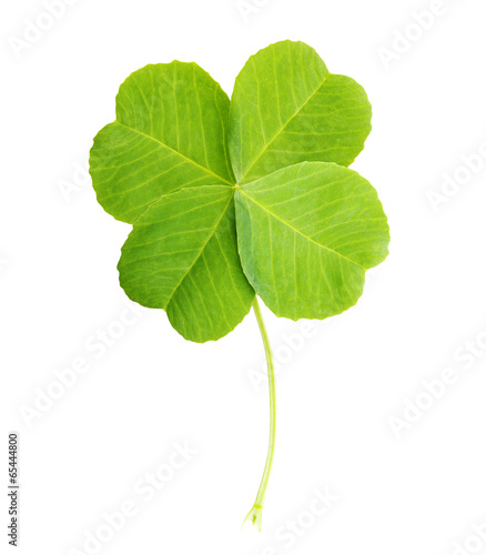 Foto Green four-leaf clover leaf isolated