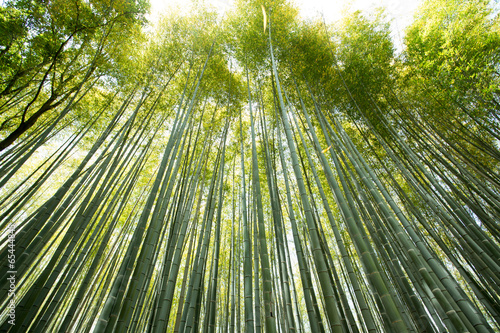 bamboo wall  high Bamboo wall forest in Arashiyama  Kyoto  Japan