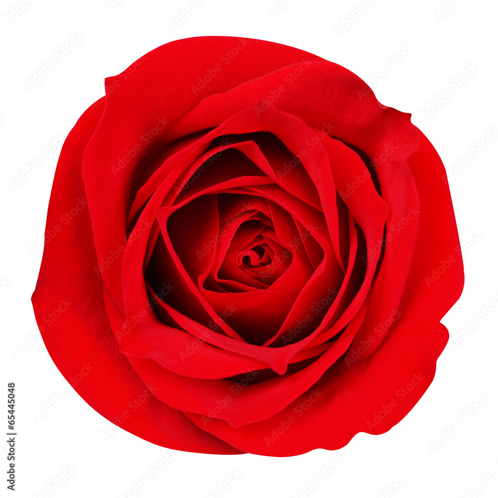 Red Rose isolated on white. Closeup Red Rose isolated on white. Closeup