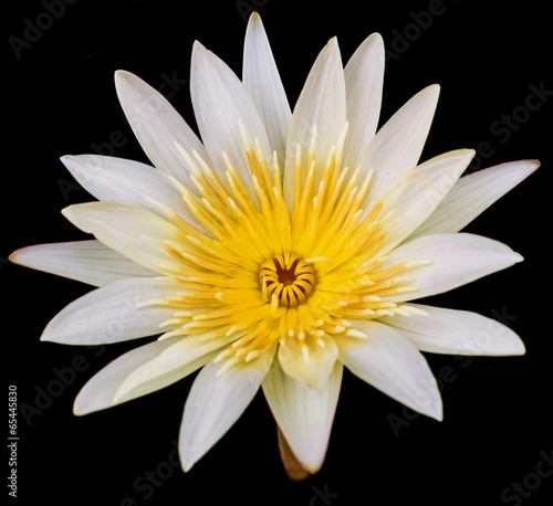 White lotus isolated on black backgroun