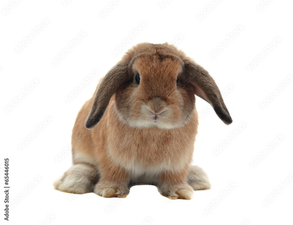 rabbit isolated on a white background rabbit isolated on a white background