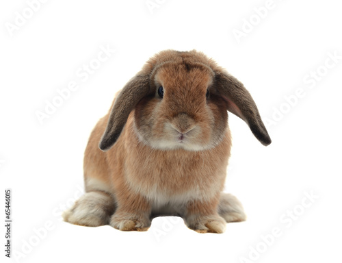 rabbit isolated on a white background © evegenesis