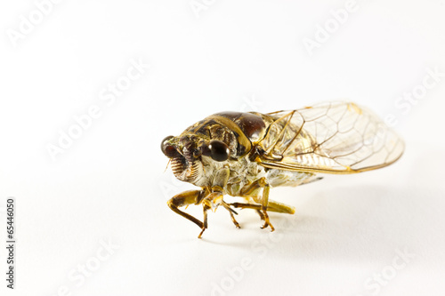 the cicada on paper background