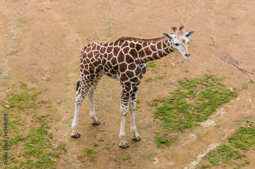 aerial view of giraffe calf