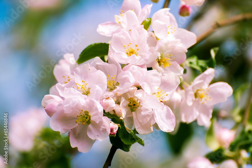 Blossoming apple tree with pink flowers