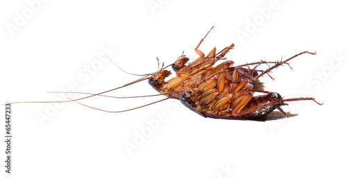 Dead cockroach isolated on a white background. © evegenesis