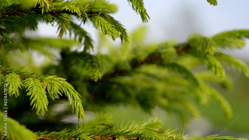 Conifer with water drops. Selective focus. Conifer with water drops. Selective focus.
