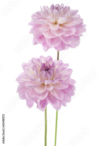 Fototapeta Naklejka Na Ścianę i Meble -  dahlia