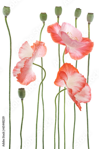 Fototapeta Naklejka Na Ścianę i Meble -  poppy