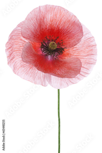 Fototapeta Naklejka Na Ścianę i Meble -  poppy