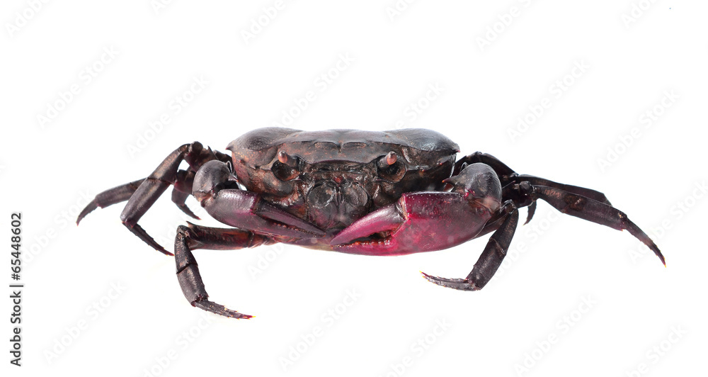 Crab. Field crab