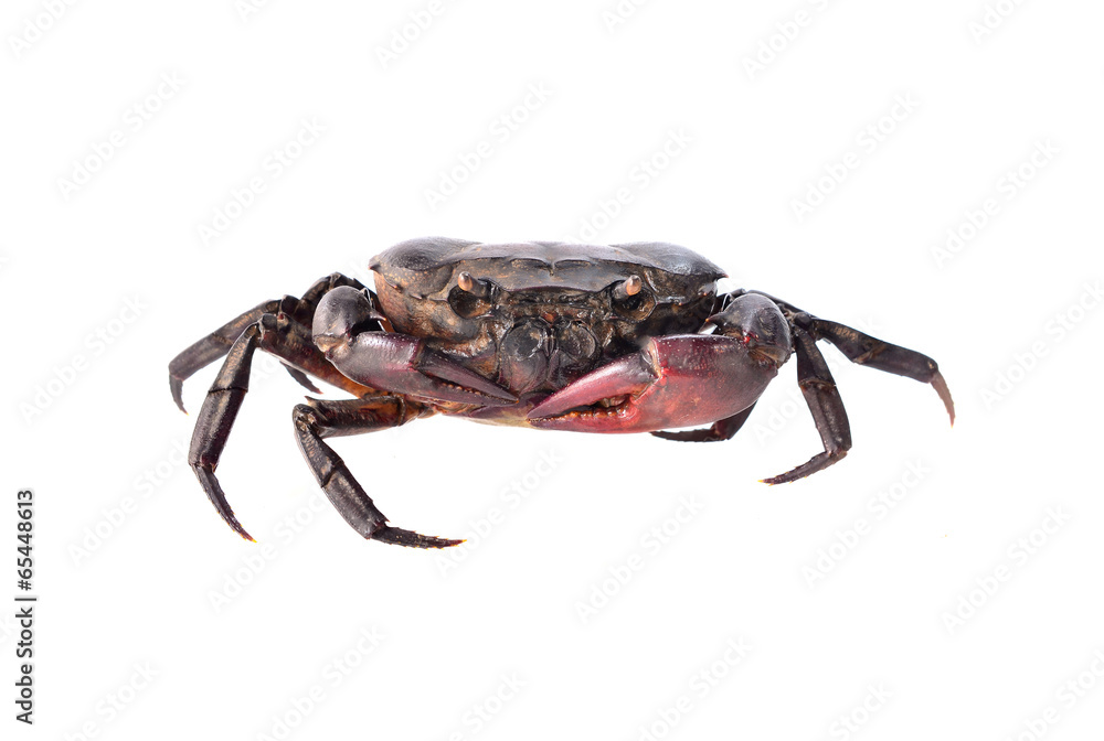 Crab. Field crab