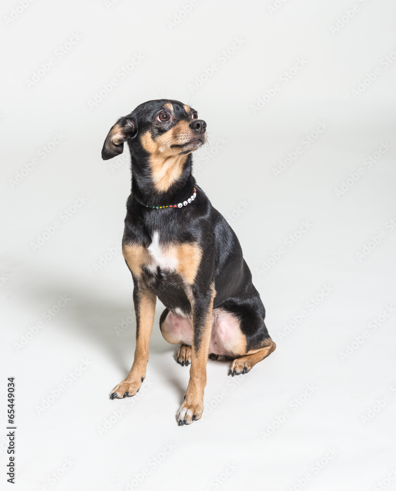 Portrait of a dog