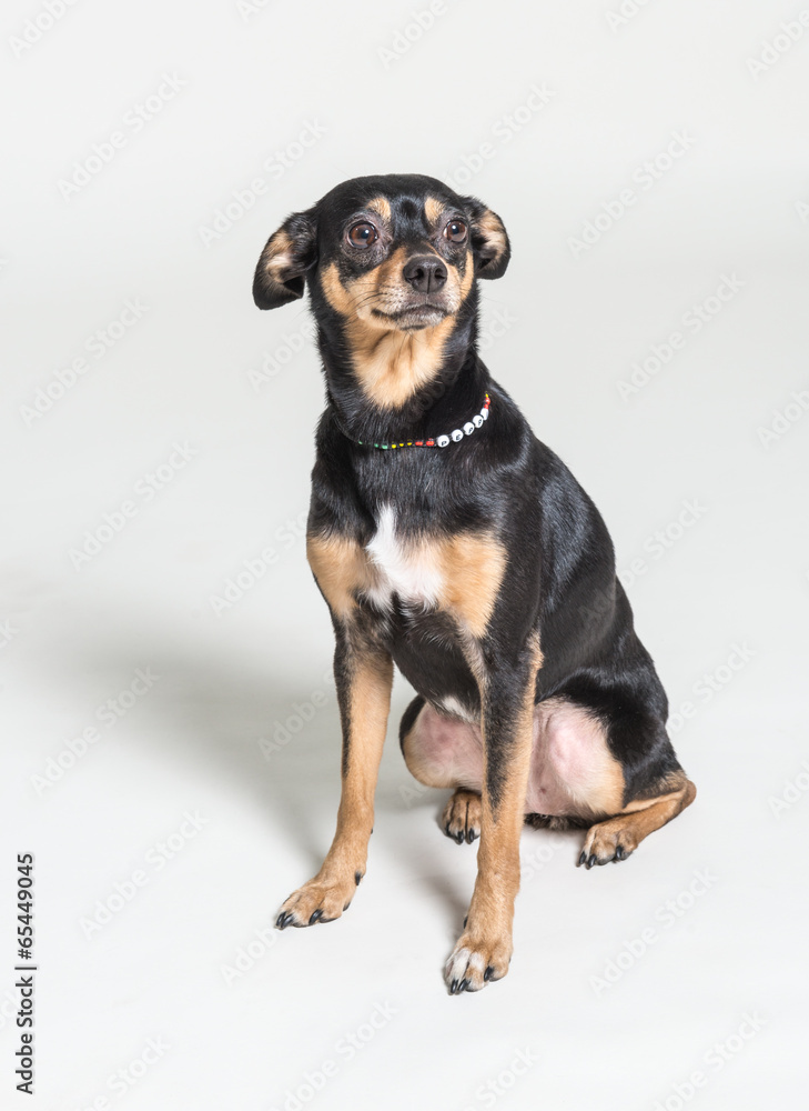 Portrait of a dog