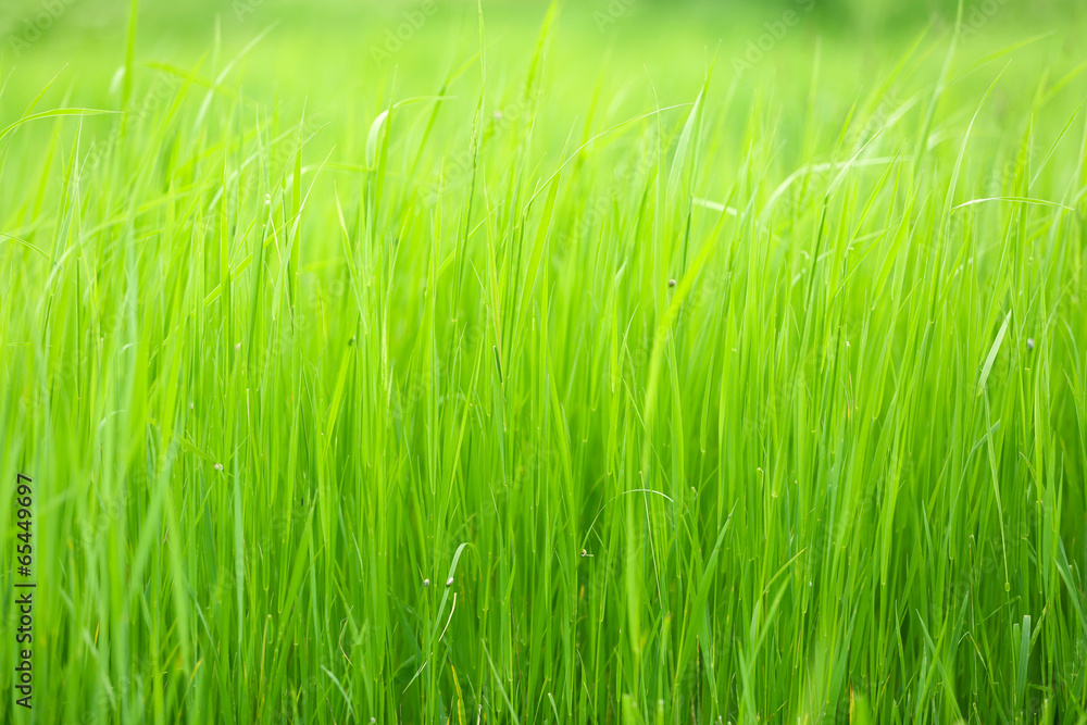 Beautiful green grass in field Beautiful green grass in field