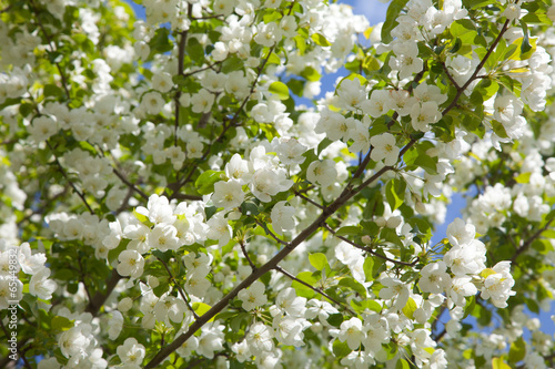 blossoming apple tree branch in Siberia