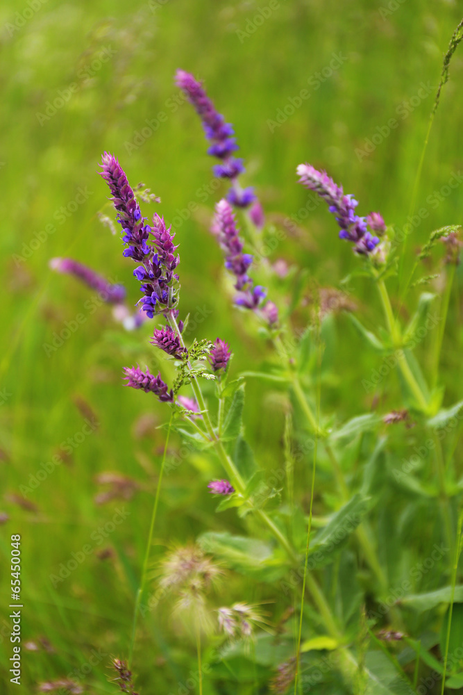 Beautiful wild flowers in field Beautiful wild flowers in field