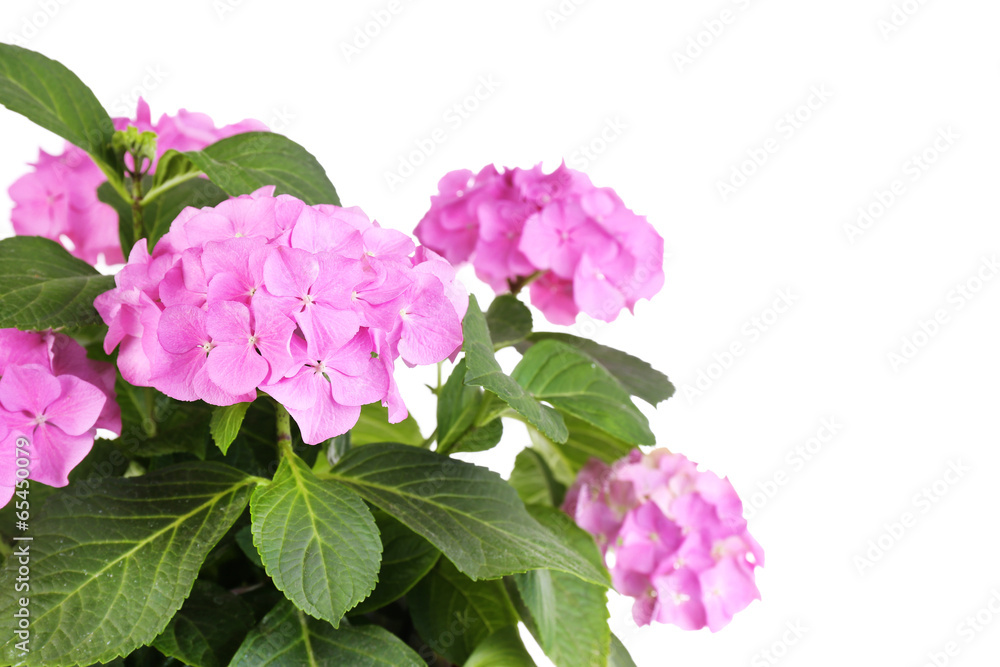 Fototapeta premium Bouquet of hydrangea close-up isolated on white