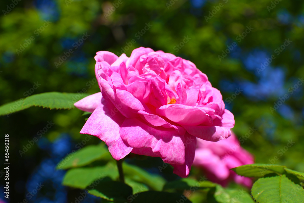 Fototapeta premium Pink rose in garden