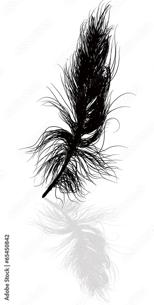 Obraz premium black feather and shadow illustration