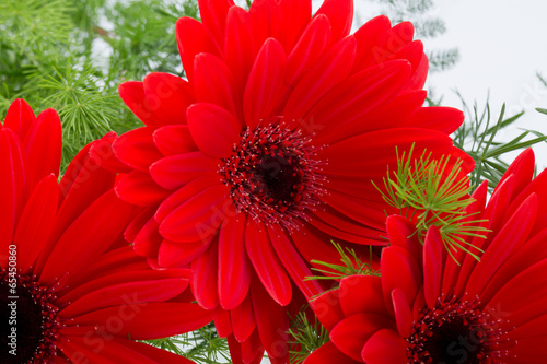 Fototapeta Naklejka Na Ścianę i Meble -  red gerbera daisy flower