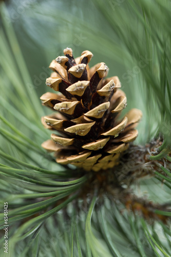 close up of pine cone in garden