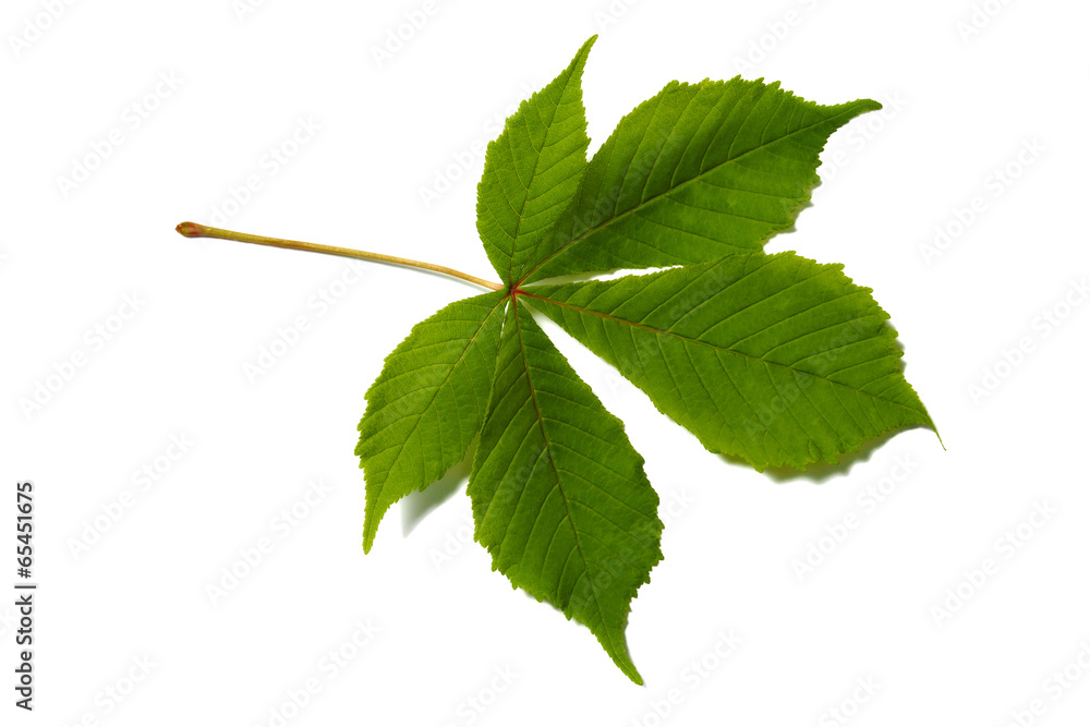 Fototapeta premium Chestnut leaf