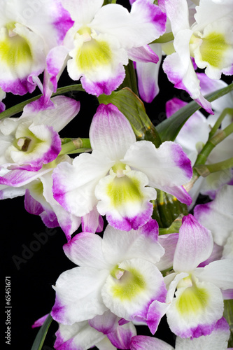 Fototapeta Naklejka Na Ścianę i Meble -  Dendrobium Orchid hybrids. Isolated on black