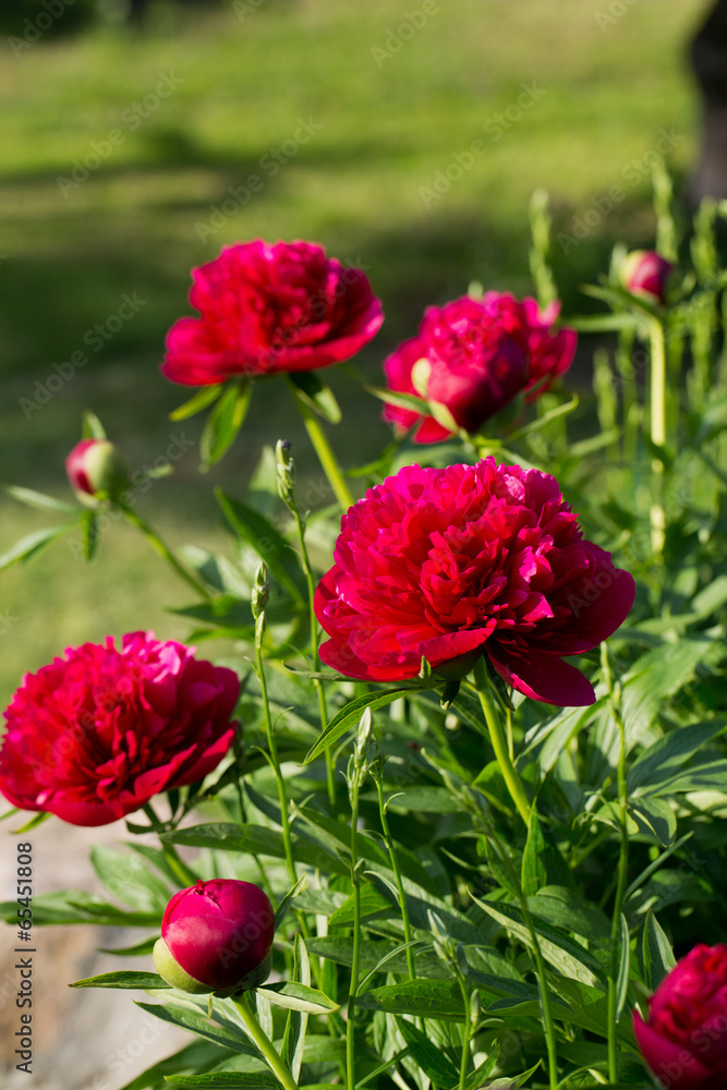 peonies, red flowers in the garden