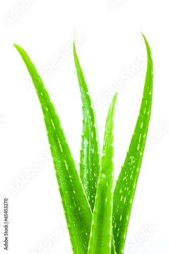 Aloe vera on white background