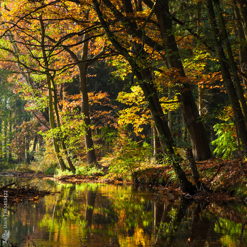 lake in deep forest lake in deep forest