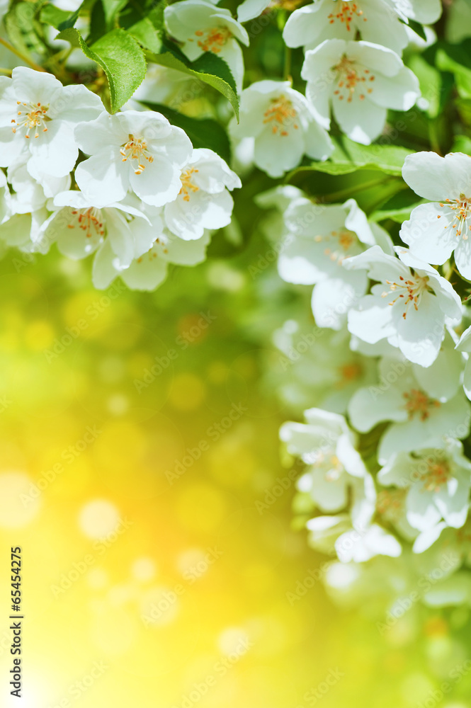 Cherry blossom flowers background Cherry blossom flowers background